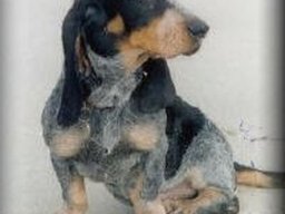 basset_bleu_de_gascogne_20211128_1029062803